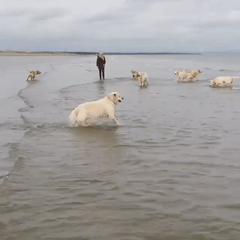 gif-chiens-heureux-mer.gif