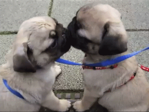 gif-chiots-lechouille.gif