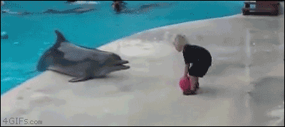 gif-dauphin-joue-ballon-enfant.gif