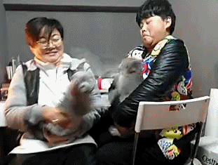 gif-deux-chats-s-adorent.gif
