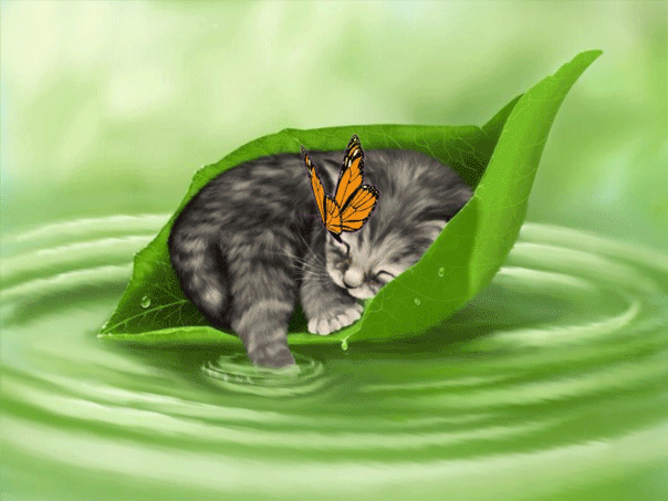 gif-du-jour-chat-feuille.gif