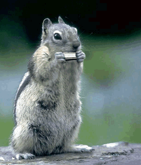 gif-ecureuil-armonica.gif