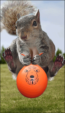 gif-ecureuil-saute-ballon.gif