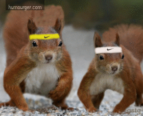 gif-ecureuils-sport.gif