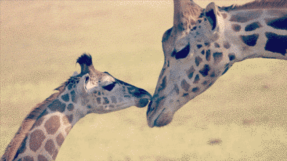 gif-girafe-bisou-maman.gif