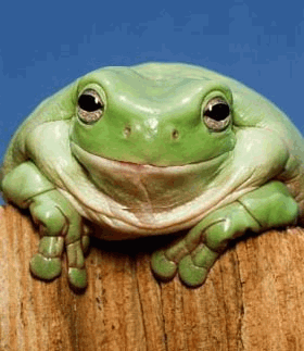 gif-grenouille-sourire.gif