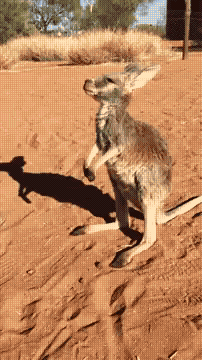 gif-mignon-kangourou1.gif
