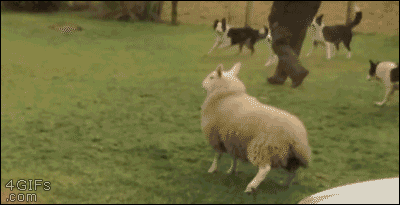 gif-mouton-aussi-veut-jouer.gif