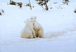 gif-oursons-jouent-dans-la-neige.gif