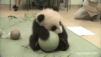 gif-panda-ballon_1.gif