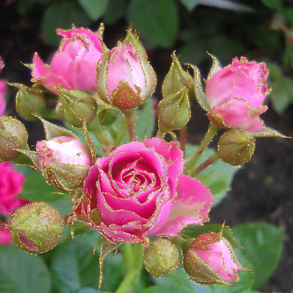 gif-roses-scintillantes.gif