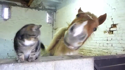 gif-tendresse-cheval-et-chat.gif