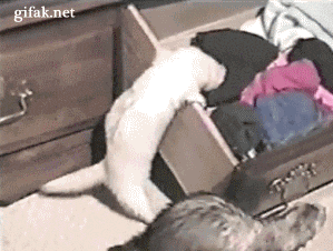 gif-vol-chaussettes-chat.gif