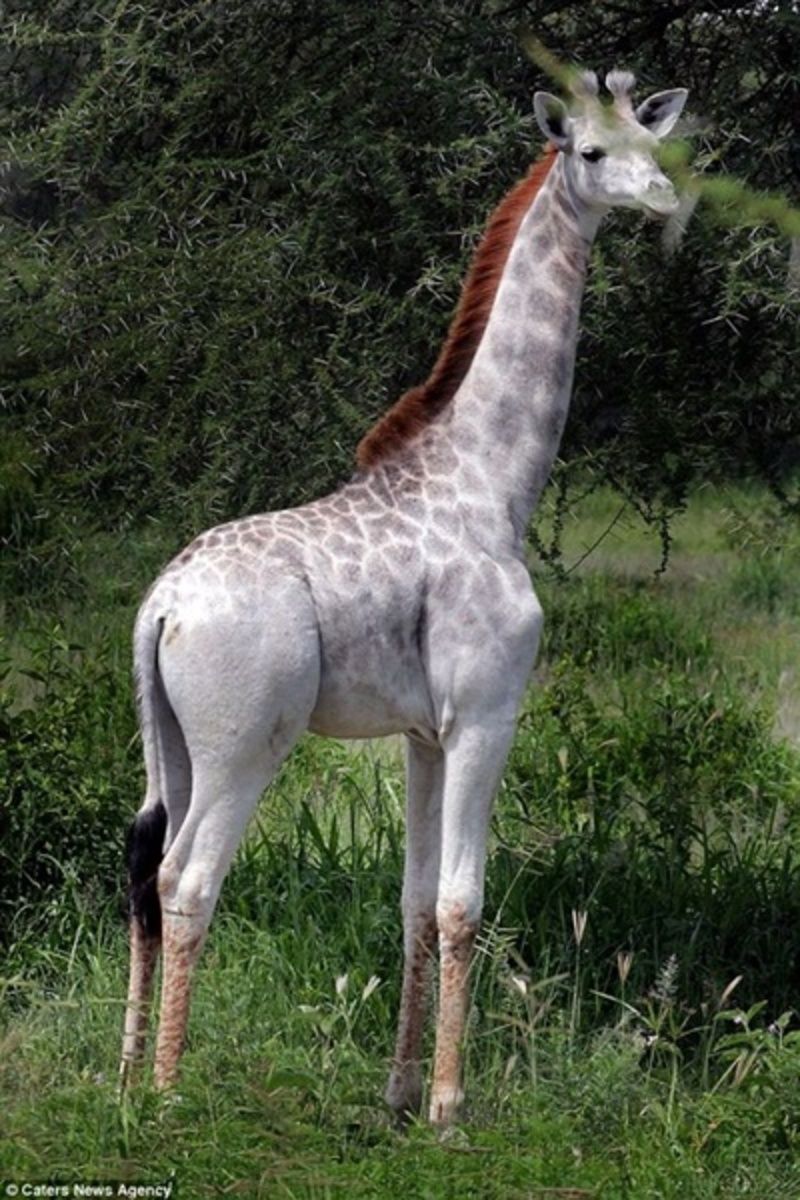 girafe-blanche-de-tanzanie.jpg