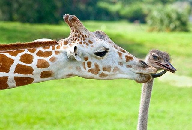 girafe-et-autruche-photo1.jpg