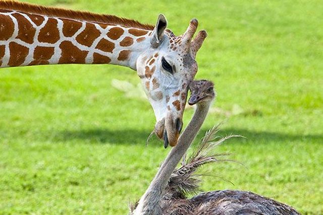 girafe-et-autruche-photo2.jpg