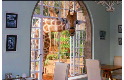 girafe-poto2.png