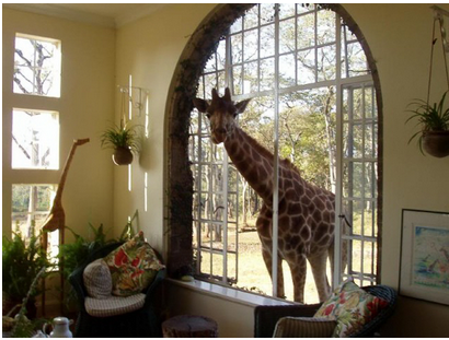 girafe-poto3.png