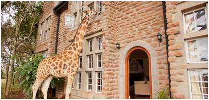 girafe-poto4.png