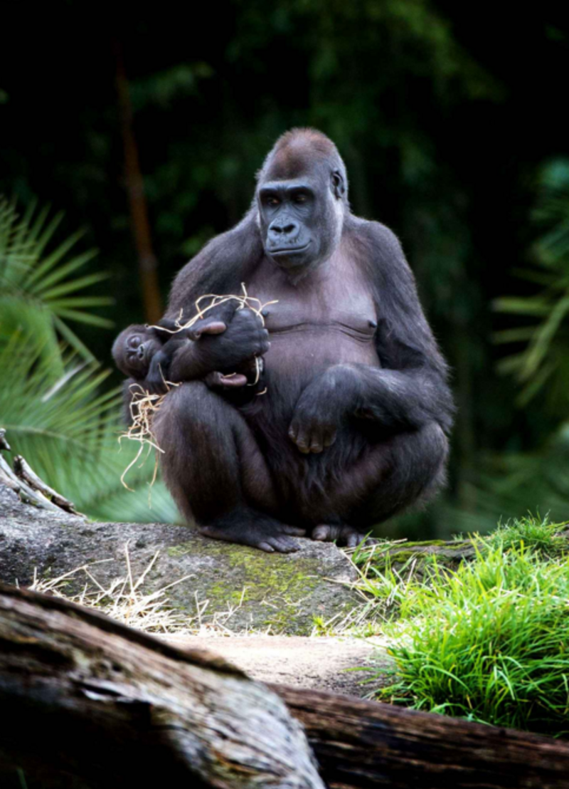 gorille-femelle-et-son-bebe.png