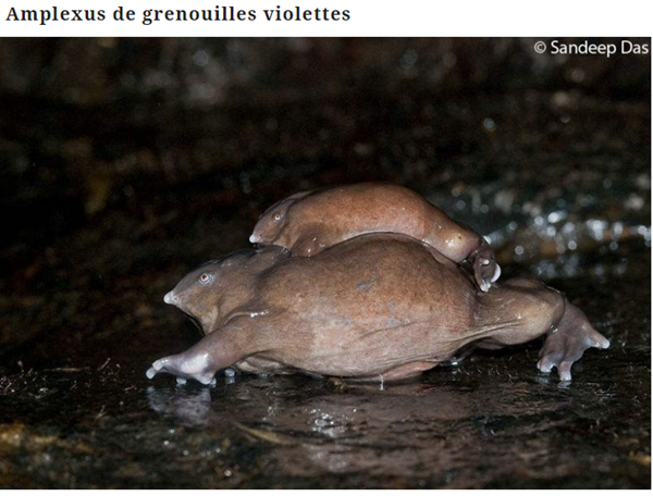 grenouille-21.png