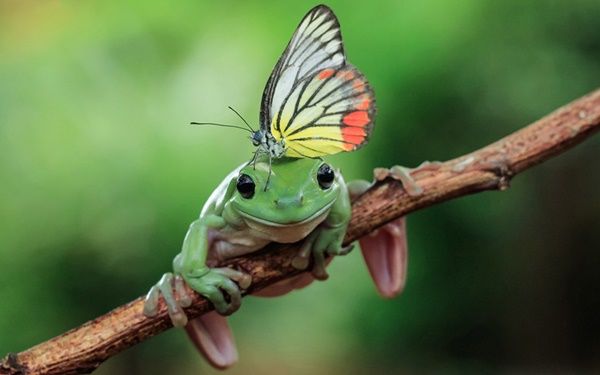 grenouille-et-papillon.jpg