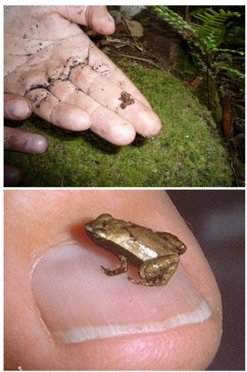 grenouille-photo2.png