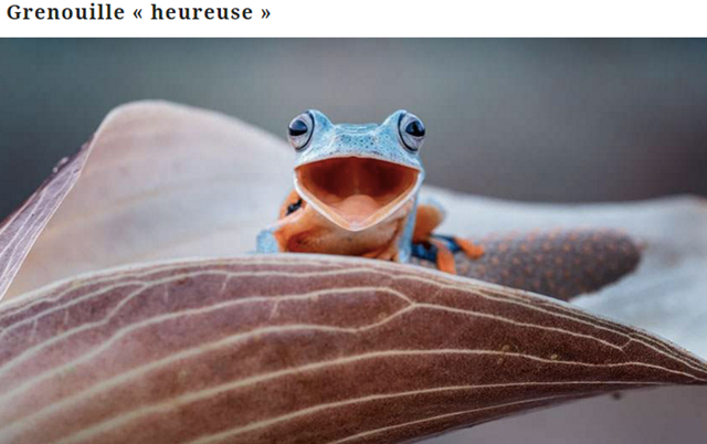 grenouille10.png