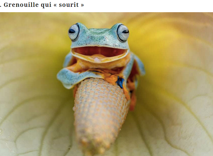 grenouille12.png