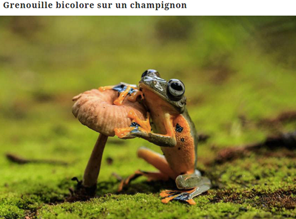 grenouille15.png