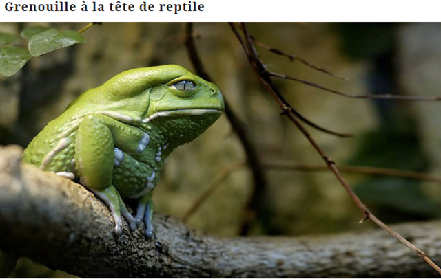 grenouille2.png