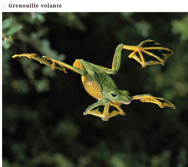 grenouille3.png