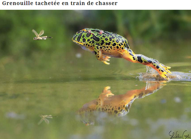 grenouille8.png