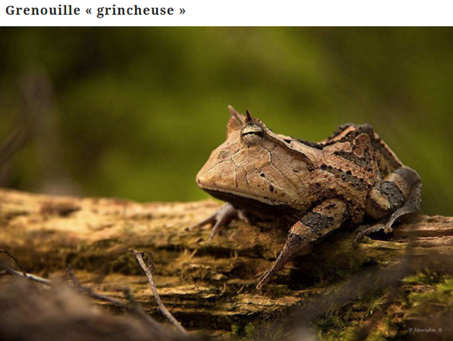 grenouille9.png