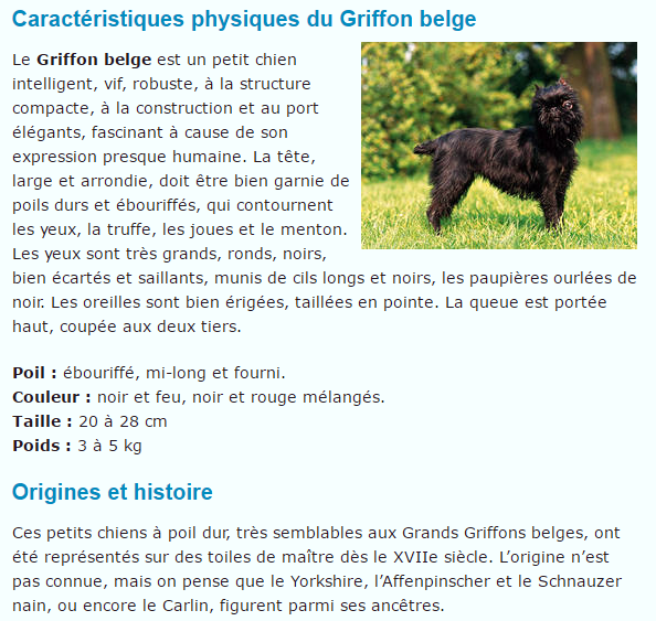 griffon-belge-texte.png