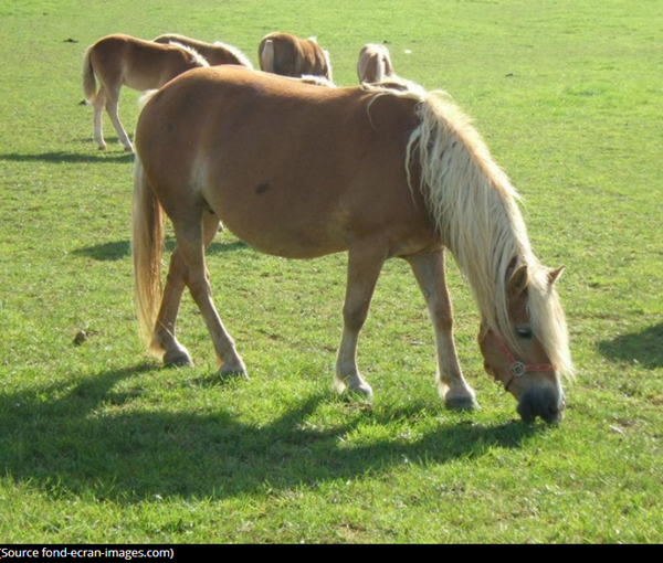 haflinger-photo2.png