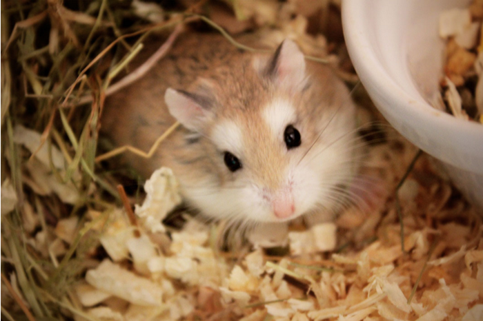 hamster-photo.png