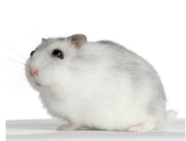 hamster-photo1.png