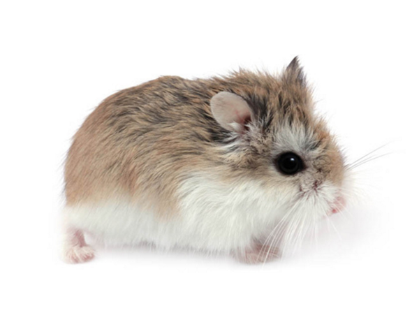 hamster-photo2.png