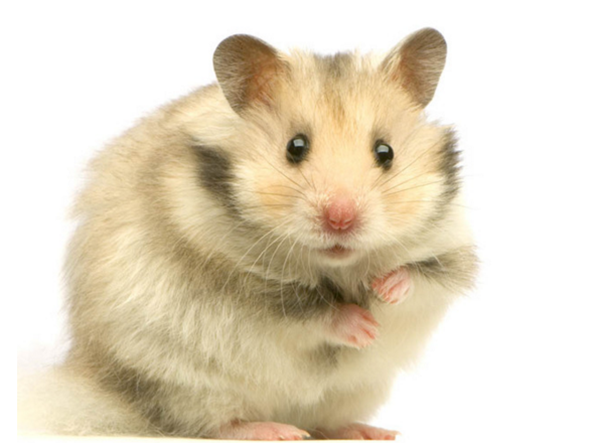 hamster-photo3.png