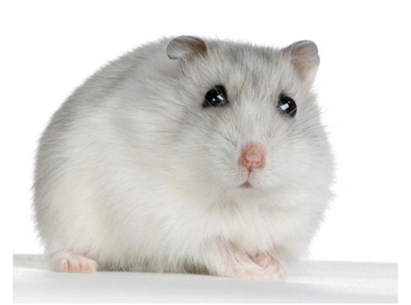 hamster-photo4.png