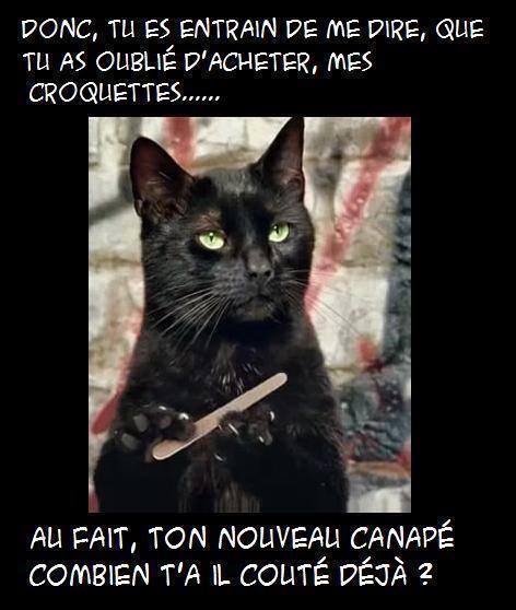 humour-chat-croquettes.jpg