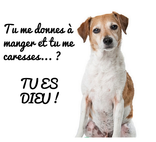 humour-chat-dieu-chien.png