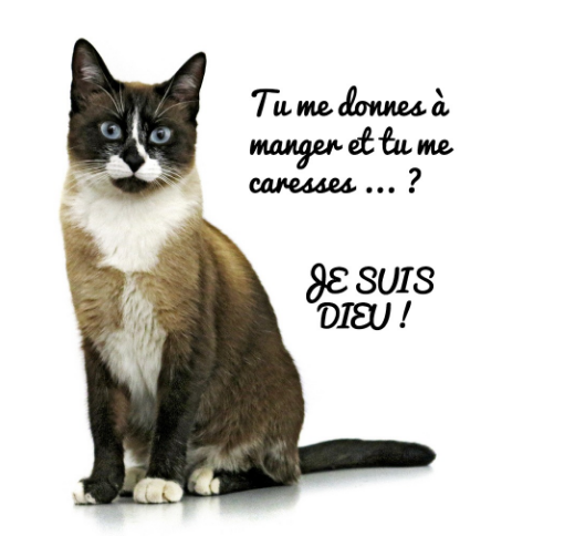humour-chat-dieu.png