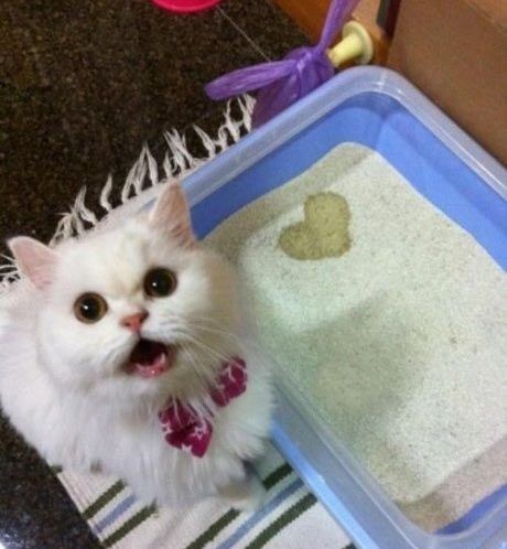 humour-chat-pipi-coeur.jpg