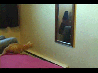 humour-chat-saut-rate4.gif