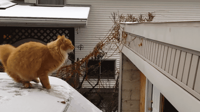 humour-chat-saut-rate5.gif
