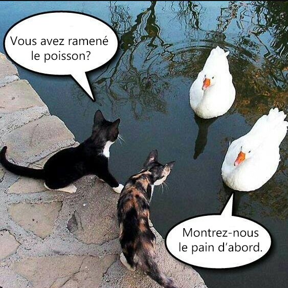 http://aubrylia.a.u.pic.centerblog.net/humour-chats-cygnes.png