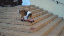 humour-chien-skateboard.gif