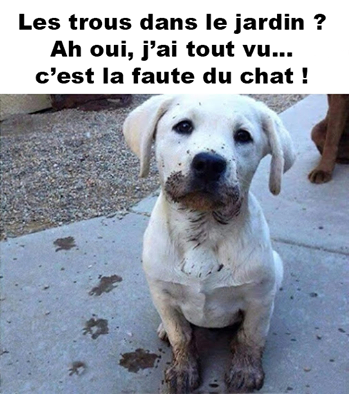 humour-chien.png
